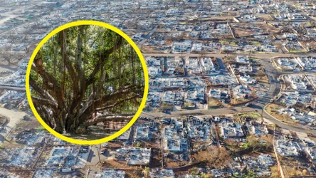 Zniszczona przez pożar miejscowość Lahaina na Hawajach. Dzięki staraniom wolontariuszy zaczęło się odradzać słynne drzewo banyan, które być może uda się ocalić