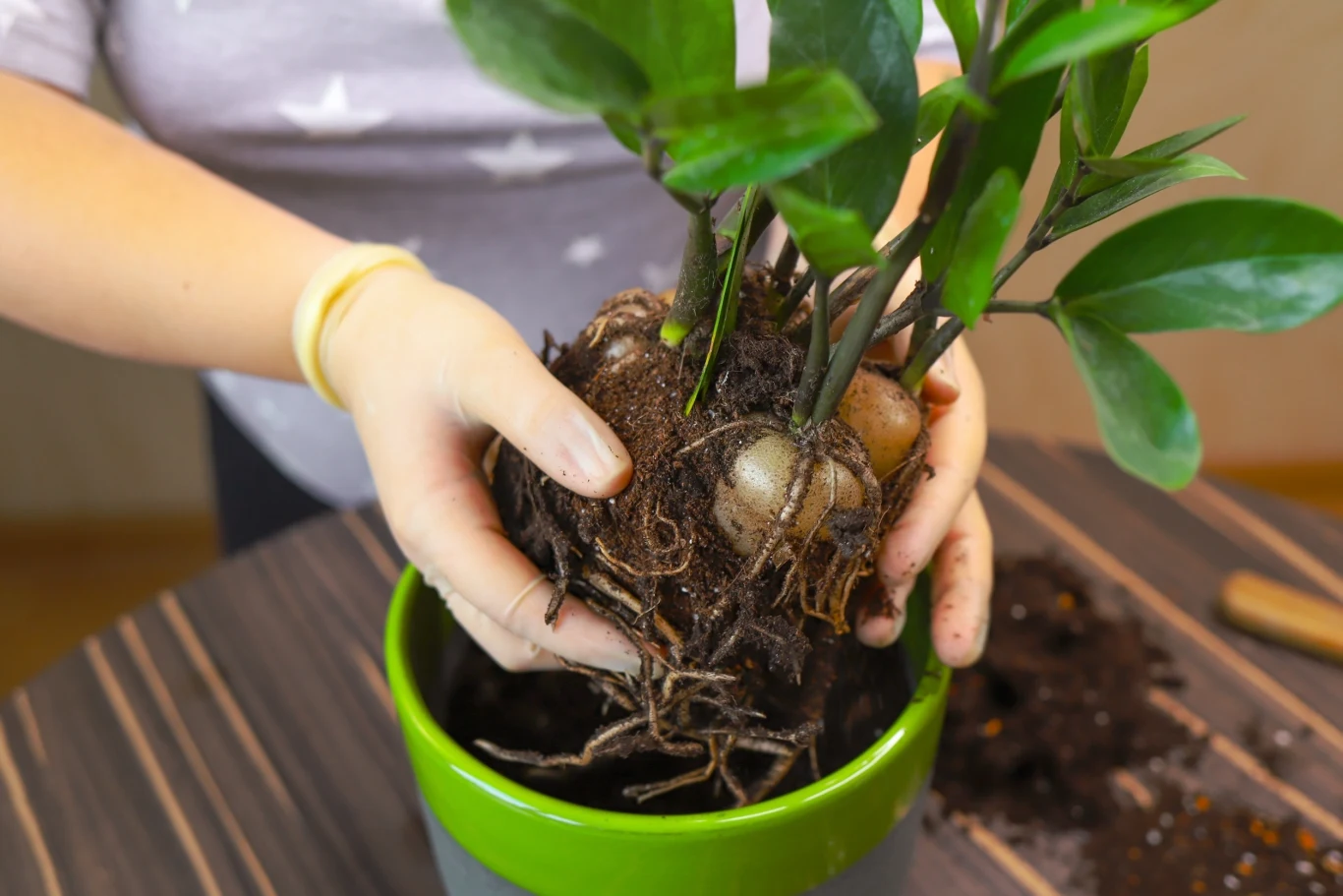 Raz na kilka lat zalecane jest przesadzanie zamiokulkasa