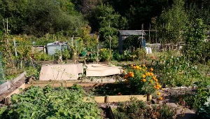 Marzysz o owocach z własnego ogrodu? Nie przegap tego terminu