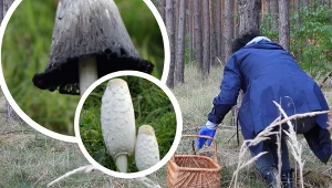 W polskich lasach rośnie dziwny grzyb. Gdy dojrzeje, zostaje po nim atrament