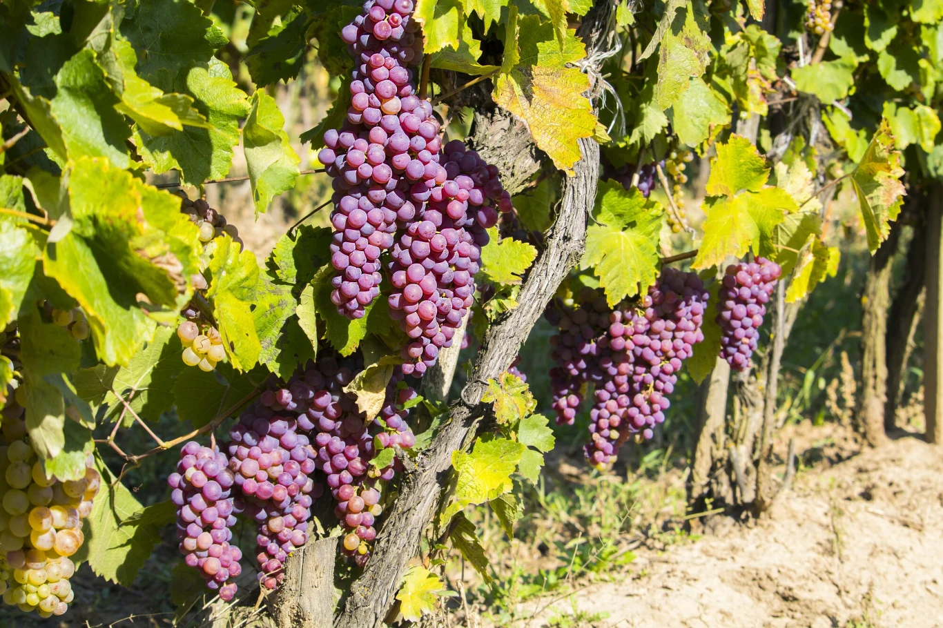 Francuscy winiarze blokują granicę z Hiszpanią i atakują ciężarówki przewożące hiszpańskie produkty rolne Francuscy winiarze blokują granicę z Hiszpanią i atakują ciężarówki przewożące hiszpańskie produkty rolne