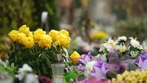 Jakie kwiaty posadzić na cmentarzu? To zależy od pory roku