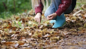 Przynoszę ze spaceru i zalewam wrzątkiem. Dzięki temu sporo oszczędzam
