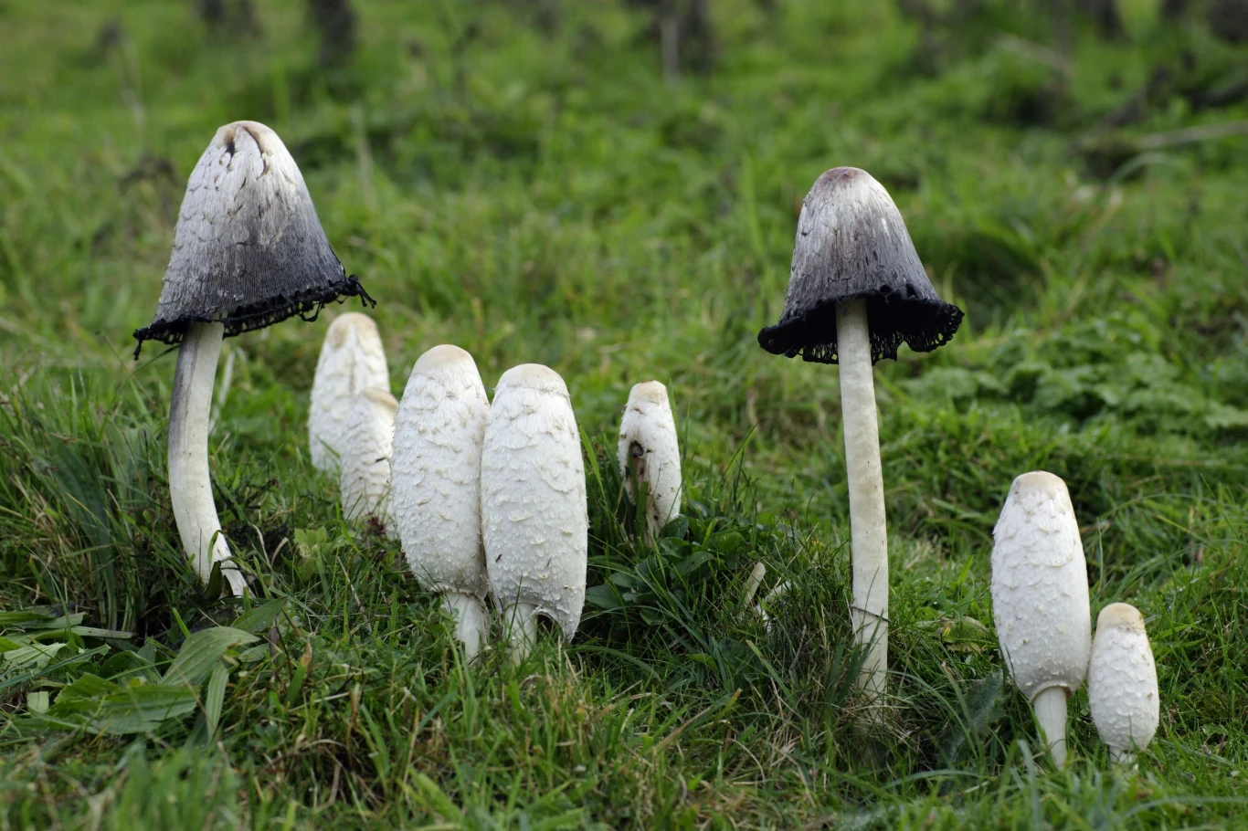 Czernidłaki kołpakowate to interesujące grzyby. Do spożycia nadają się wyłącznie młode, całkowicie białe osobniki Czernidłaki kołpakowate to interesujące grzyby. Do spożycia nadają się wyłącznie młode, całkowicie białe osobniki