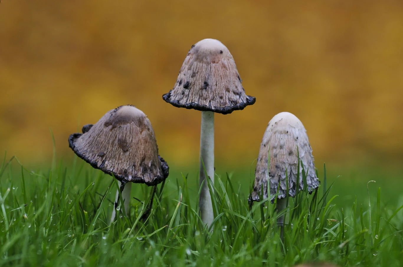 Takie czernidłaki kołpakowate nie nadają się już do spożycia. Na zdjęciu widać, że zaczęły już pokrywać się czarną mazią Takie czernidłaki kołpakowate nie nadają się już do spożycia. Na zdjęciu widać, że zaczęły już pokrywać się czarną mazią