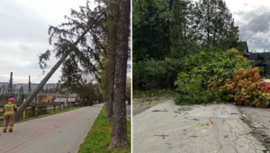 W Zakopanem silny wiatr łamie i przewraca drzewa