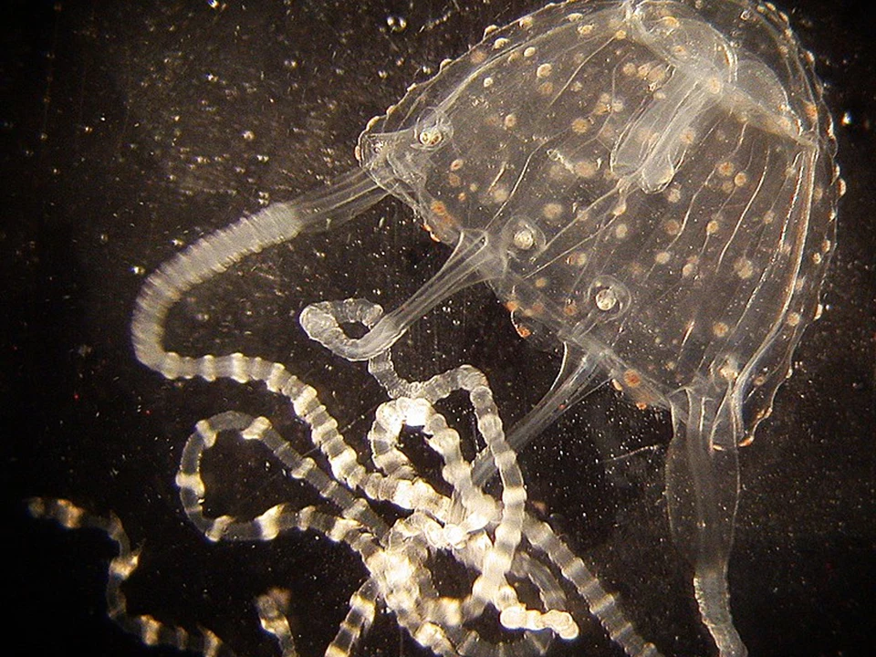 Carukia barnesi - jedna z najbardziej jadowitych meduz. Meduzy żywią się głównie planktonem i larwami ryb, ale w ich macki często łapią się także małe skorupiaki i ryby