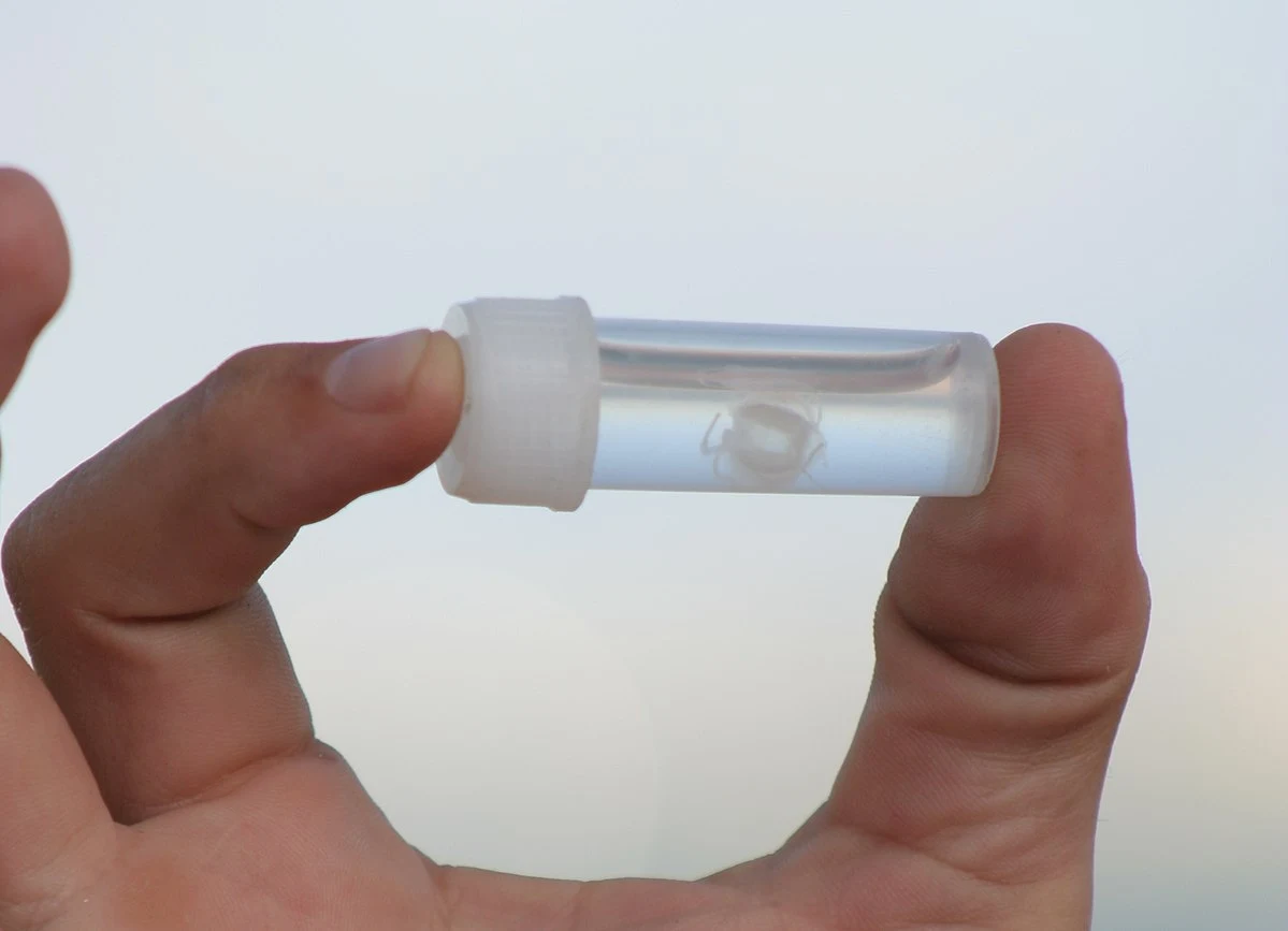 Meduza Irukandji   