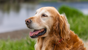 Pies Golden Retriever. 