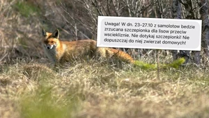 Mieszkańcy województwa świętokrzyskiego otrzymali alert RCB w sprawie szczepionek dla lisów