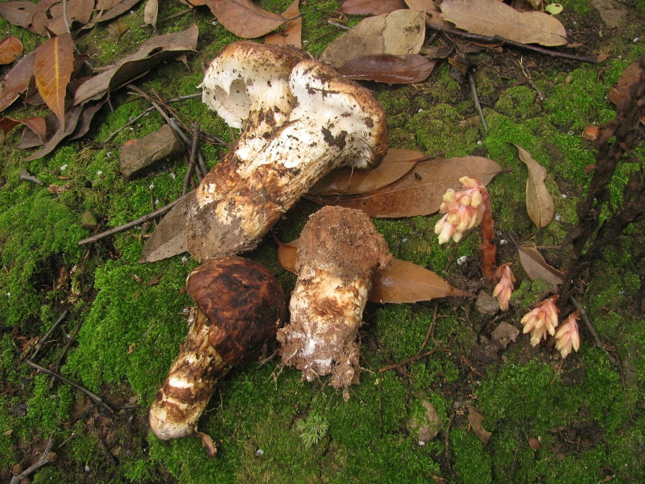 Gąska sosnowa to jeden z najbardziej pożądanych i drogich grzybów na świecie. 