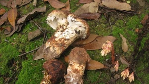 Gąska sosnowa była uważana za gatunek wymarły w Polsce. 