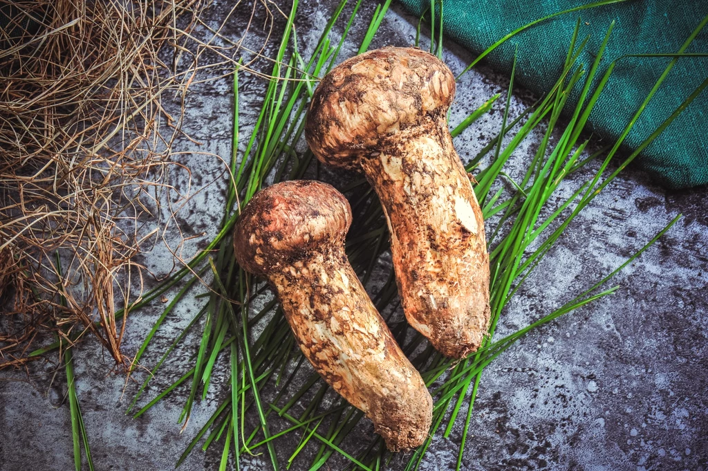 Gąski sosnowe to wyjątkowe grzyby, które mogą występować także w Polsce. Za ich kilogram można dostać tysiące złotych