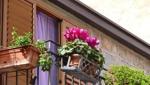 Nie tylko surfinie i petunie. Te kwiaty ozdobią twój balkon aż do jesieni