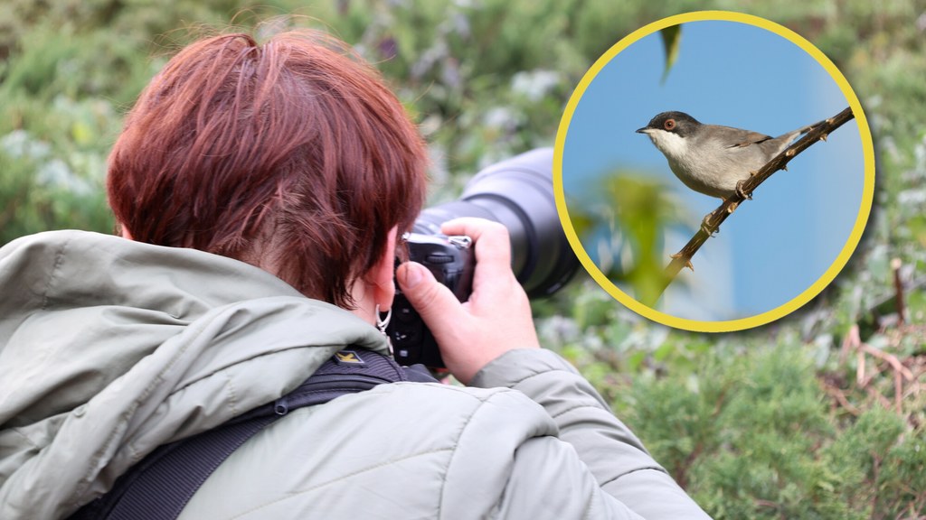 Fani ornitologii i tzw. birdwatchingu zjechali niedawno do Warszawy, aby podziwiać wyjątkowy widok - pokrzewkę aksamitną