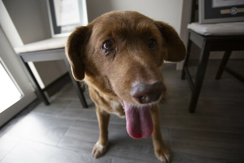Nie żyje Bobi, najstarszy pies na świecie. Zwierzę mieszkało w Portugalii i dożyło 31 lat