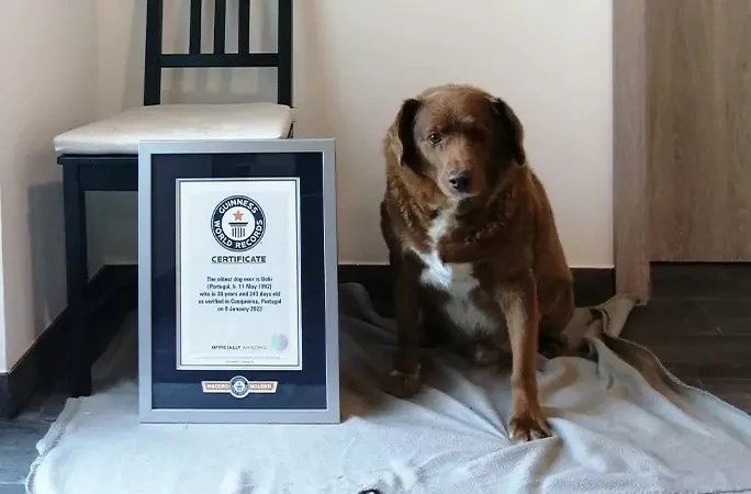 W lutym Bobi został uznany za najstarszego psa na świecie według Księgi Rekordów Guinnessa