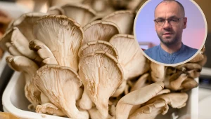 To najzdrowsze grzyby. Dietetycy zalecają, by jeść je kilka razy w tygodniu