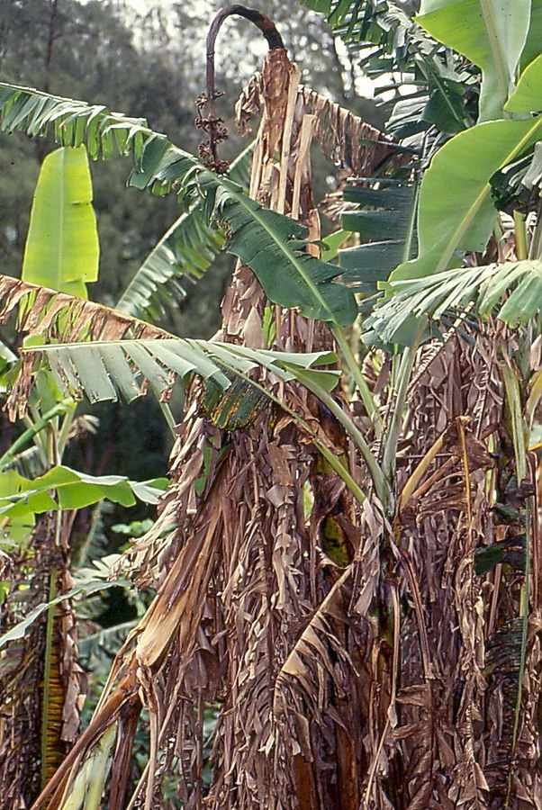 Bananowce zainfekowane chorobą grzybiczną 