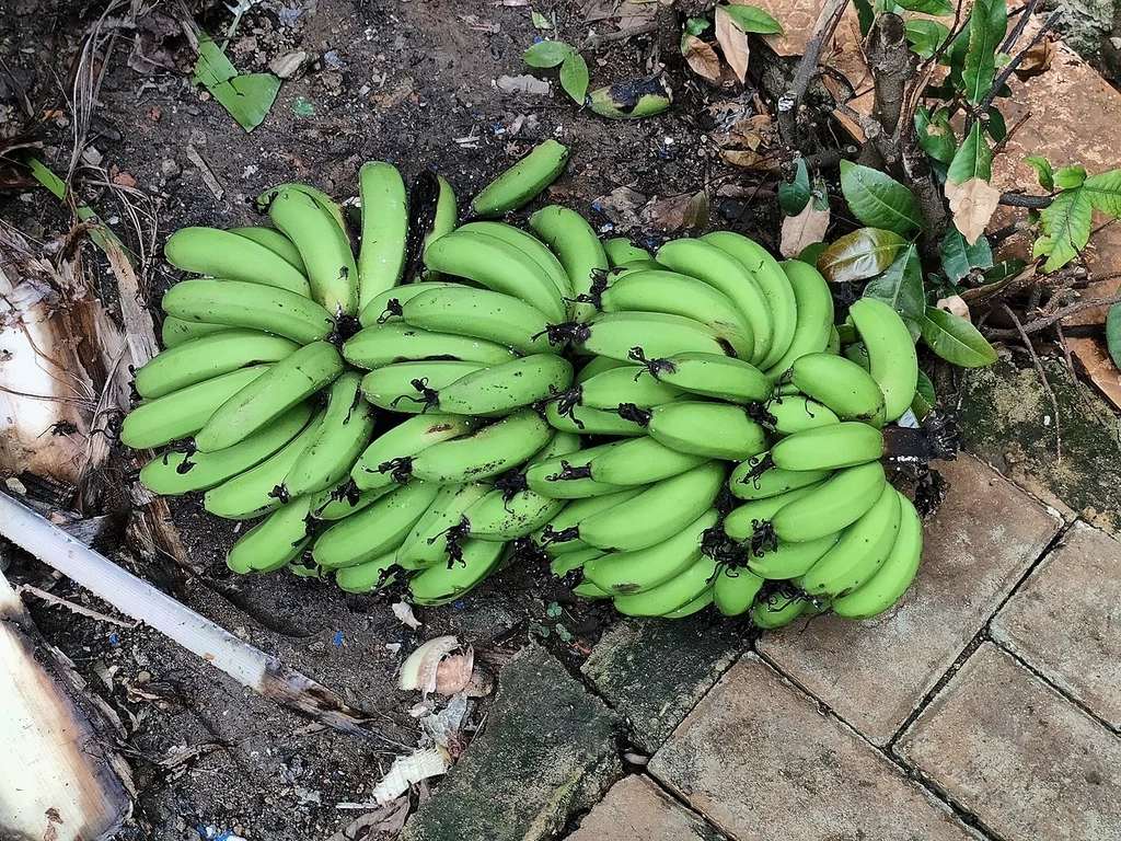 Banany Cavendish zbiera się, gdy są jeszcze zielone 