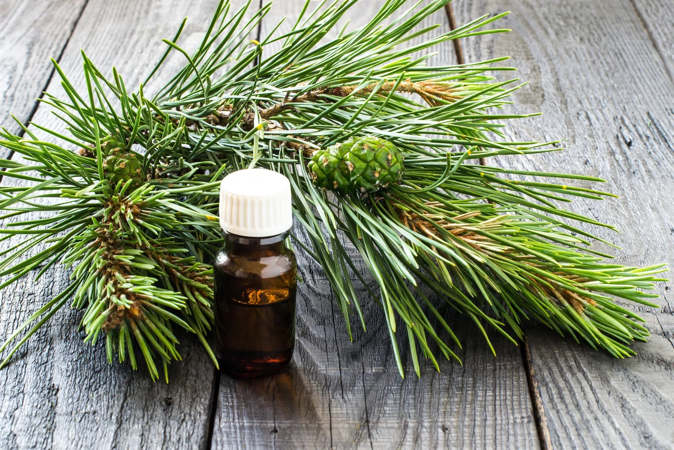 Olejek sosnowy świetnie dezynfekuje i nadaje podłodze pięknego zapachu Olejek sosnowy świetnie dezynfekuje i nadaje podłodze pięknego zapachu