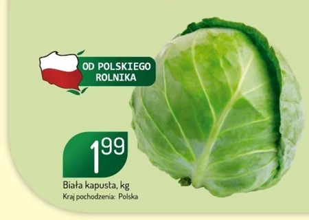 Kapusta biała