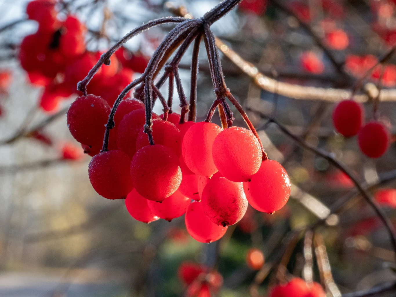 jak stosować głóg