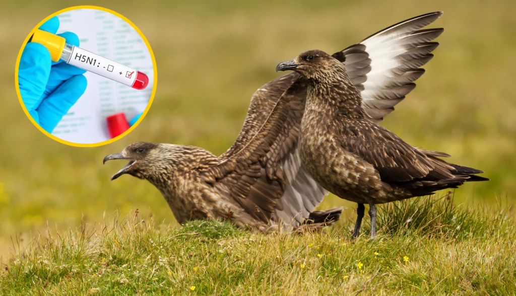 W regionie Antarktydy po raz pierwszy wykryto przypadek ptasiej grypy
