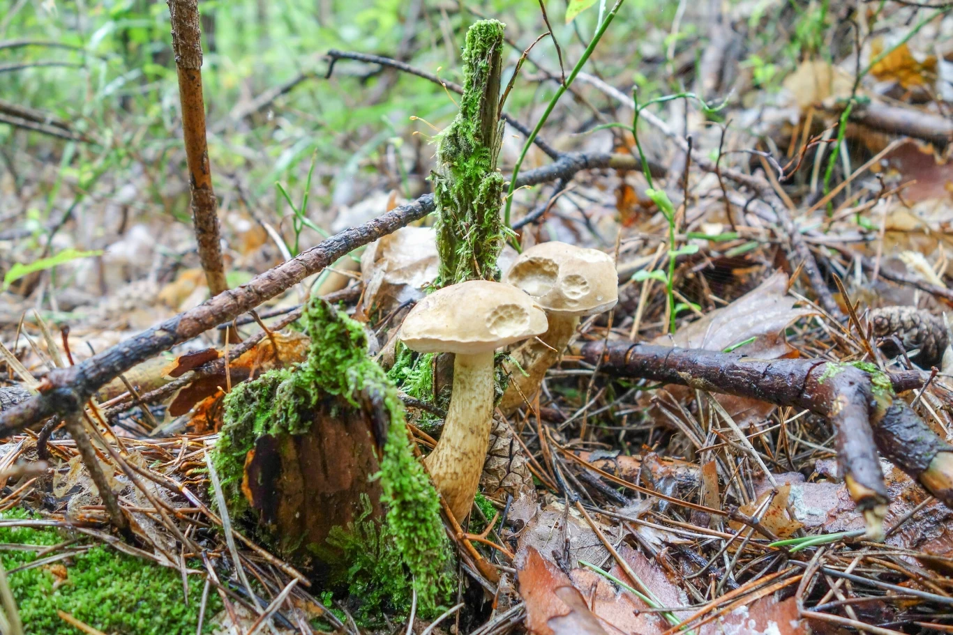 Goryczak żółciowy to niejadalny grzyb o nieprzyjemnym gorzkim smaku