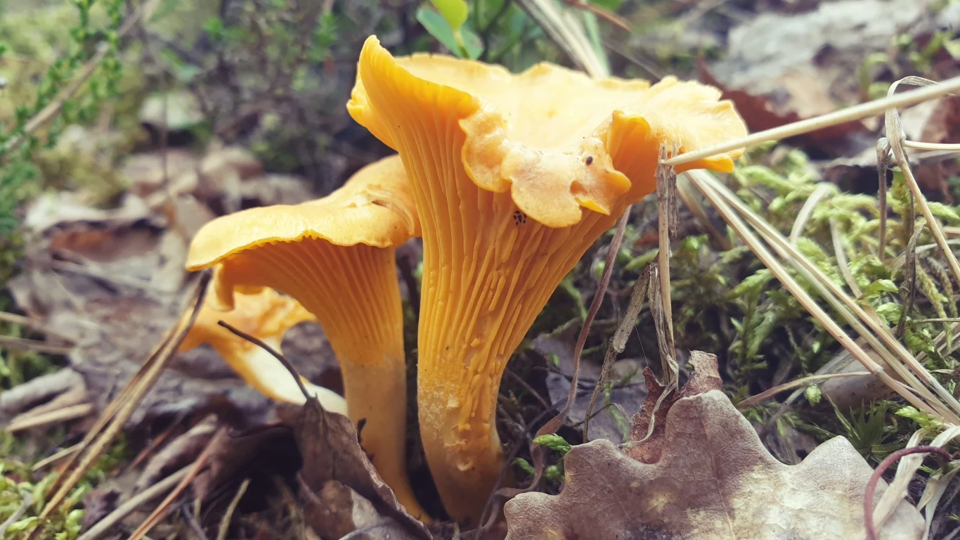 Pieprznik jadalny, czyli popularna kurka, idealnie nadaje się do sosów, jajecznicy, tart czy makaronów Pieprznik jadalny, czyli popularna kurka, idealnie nadaje się do sosów, jajecznicy, tart czy makaronów