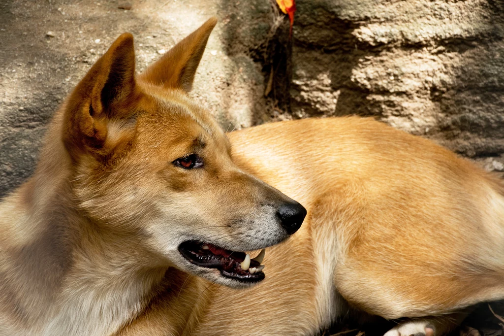 Psy dingo miały "niemal ludzki status". Co odkryli naukowcy w Australii?