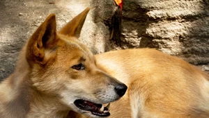 Dawni Aborygeni kochali psy tak samo jak innych ludzi? Miały „niemal ludzki status”