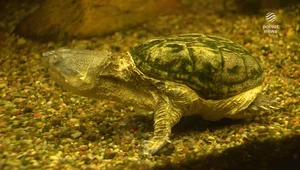 Żółwie Klaudiusze w poznańskiej palmiarni. Niezwykłe narodziny