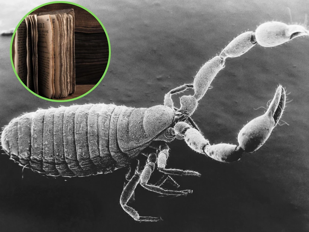 Zaleszczotki (Pseudoscorpiones) wyglądają z bliska jak krewni skorpionów