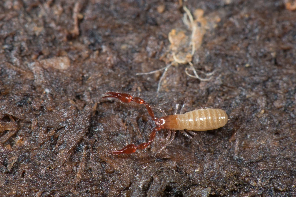 "Pseudoskorpion"