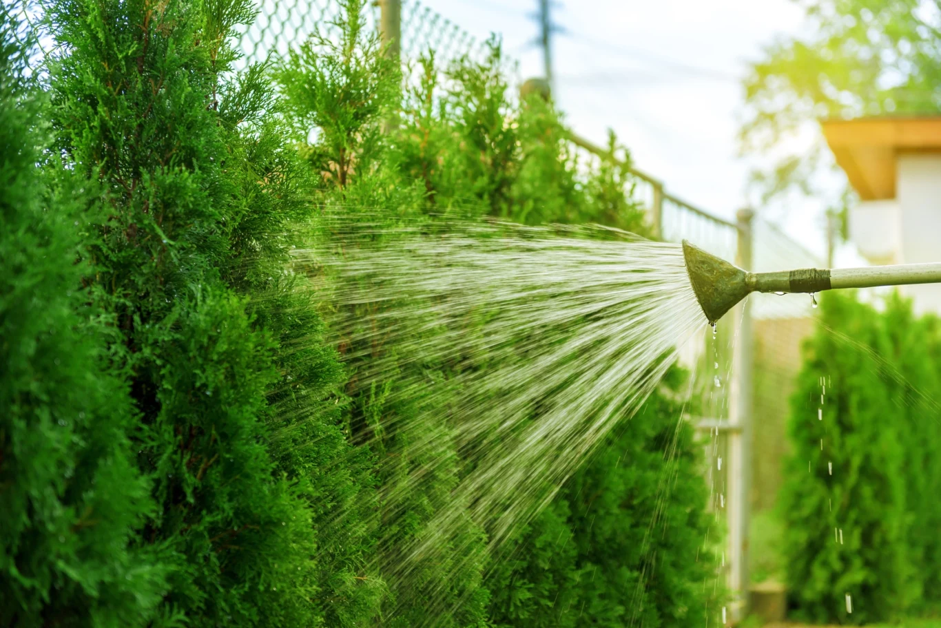 Ogrodnicy doradzają nawadnianie tuj deszczówką
