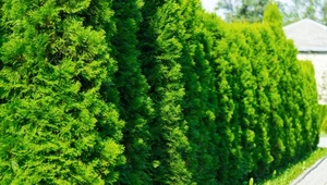 Prawdziwy "mocarz" wśród krzewów. Stworzy zielony mur w krótkim czasie
