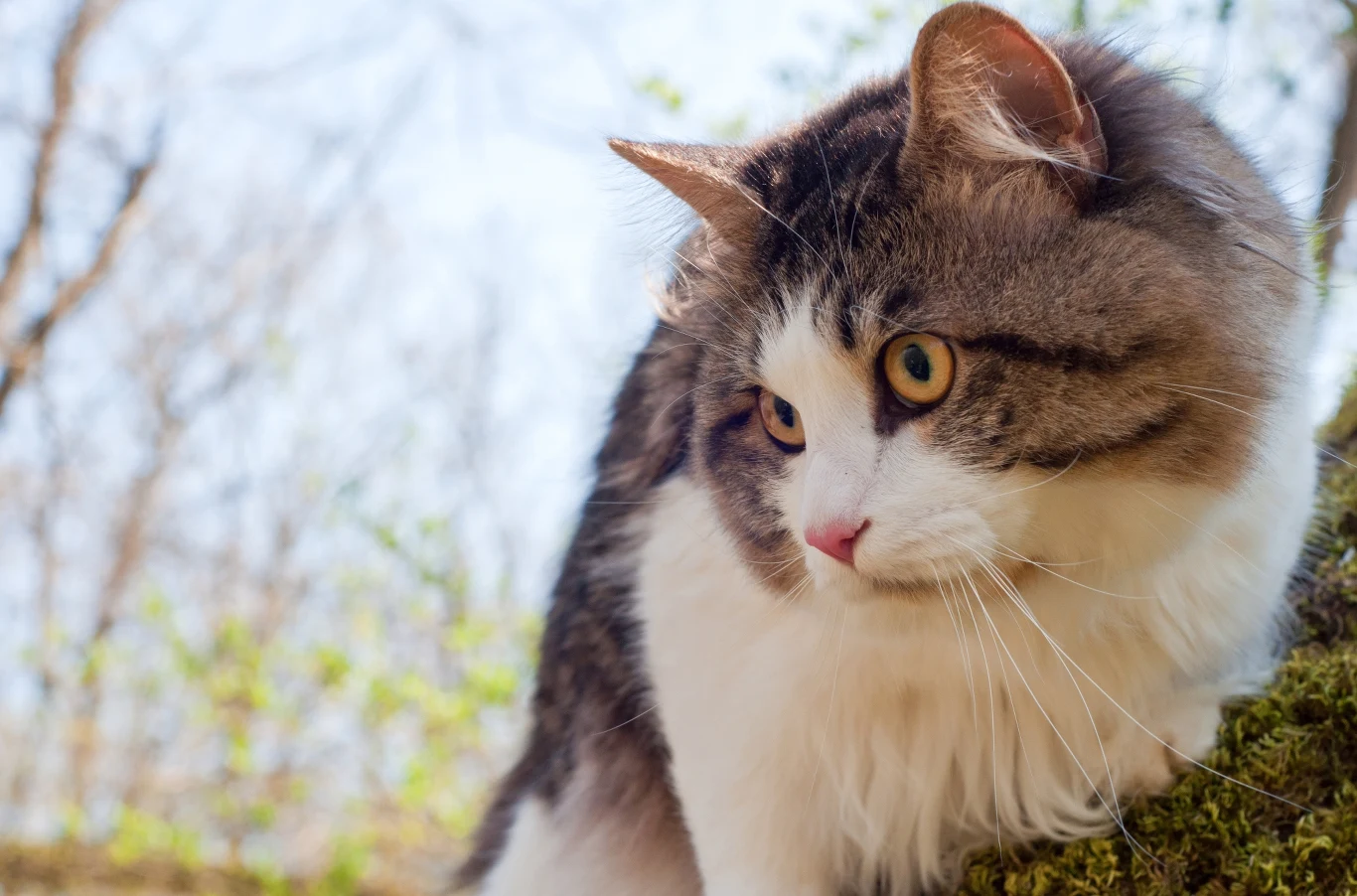 Kiedyś wierzono, że koty mają magiczną moc