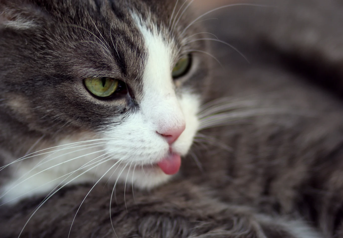 W różnych regionach Polski różnie mówi się na koty