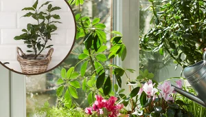Mówią, że ta roślina przynosi szczęście. Każdy powinien mieć ją na parapecie