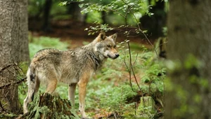 W Bieszczadach chcą odstrzelić 3 wilki. Skutek może być inny, niż myślimy