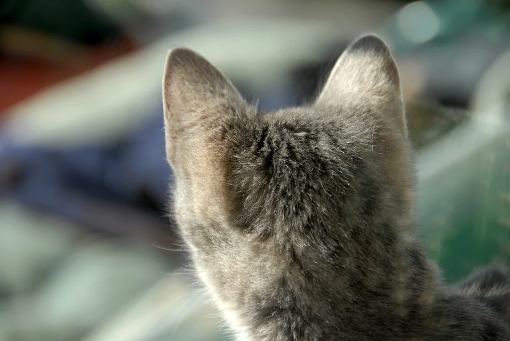 Po ułożeniu uszu poznasz w jakim nastroju jest twój kot