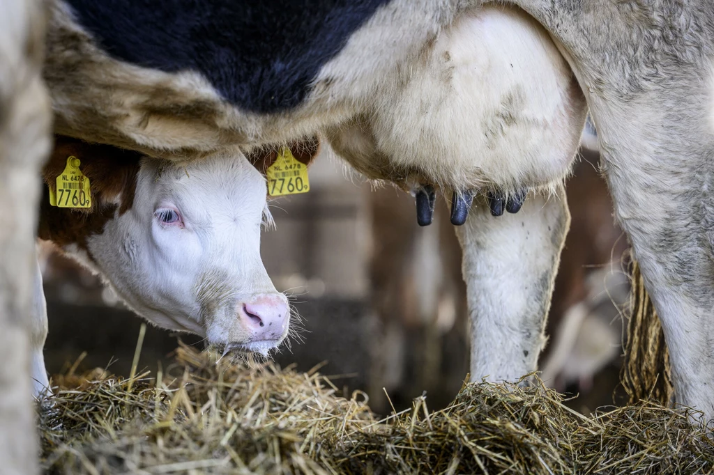 Lobby agrobiznesu blokuje obiecane zmiany dla zwierząt - pokazuje dziennikarskie śledztwo