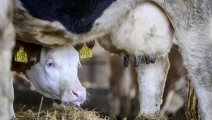 Lobby mięsne opóźnia unijny zakaz hodowli klatkowej. Chciano wpłynąć na komisarzy KE