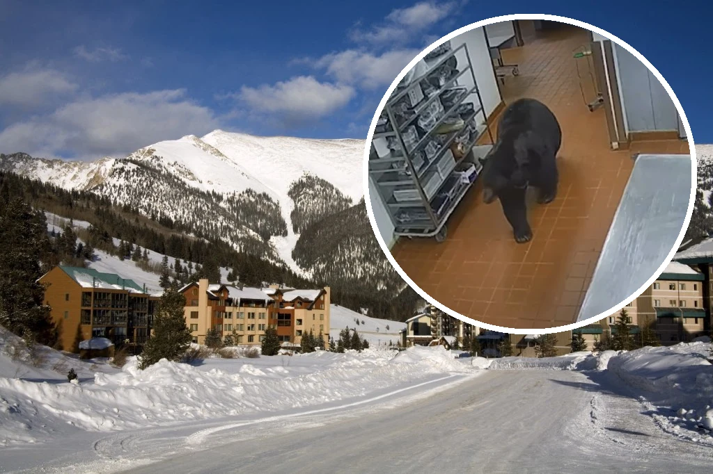 Niedźwiedź wszedł do kuchni w jednym z hoteli w wypoczynkowym kurorcie w Aspen Niedźwiedź wszedł do kuchni w jednym z hoteli w wypoczynkowym kurorcie w Aspen