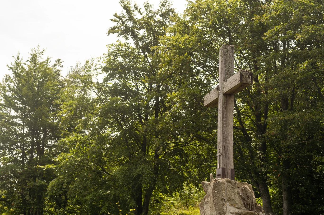 Na cmentarzu komunalnym Miłostowo powstał tzw. Las Pamięci Na cmentarzu komunalnym Miłostowo powstał tzw. Las Pamięci