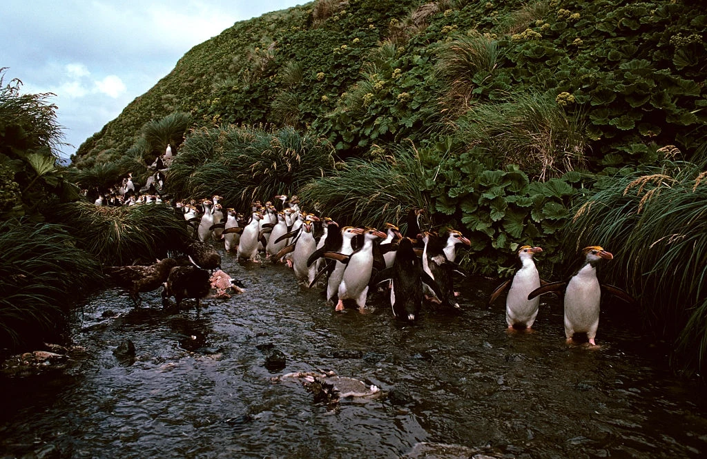 Pingwiny skalne. Prawie cała populacja gatunku żyje na wyspach Tristan da Cunha i Gough na południowym Oceanie Atlantyckim. 