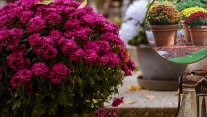 Nie wyrzucaj chryzantem po Wszystkich Świętych. Lepiej zanieś je do piwnicy