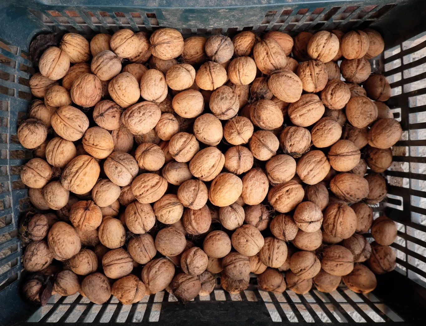 Nie tylko same orzechy włoskie są przydatne. Również ich łupiny możesz wykorzystać ponownie w domu