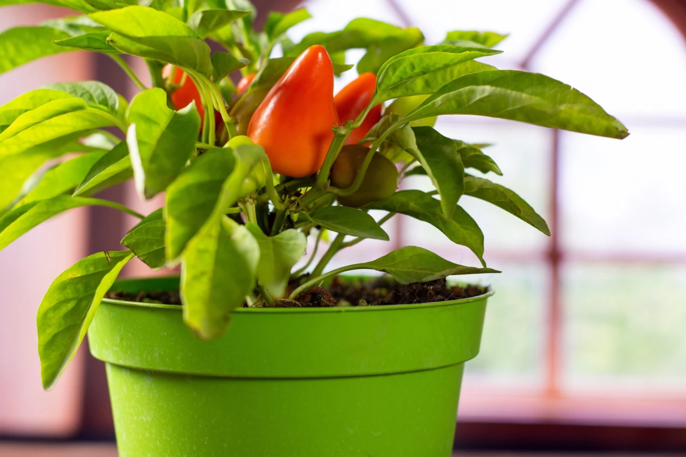 Kwitnącą paprykę możemy przezimować na parapecie
